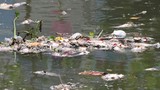 TP HCM: Cá chết bất thường nổi trắng kênh Nhiêu Lộc – Thị Nghè